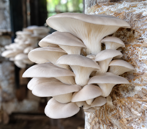 Mushroom