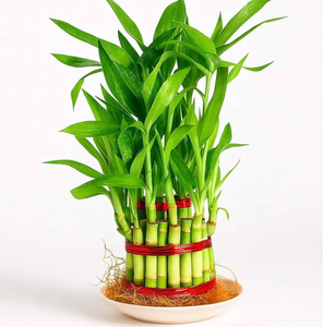 2 Layer Lucky Bamboo