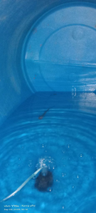 Small Size Sharks
