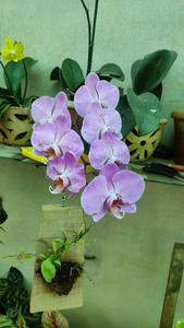 Phelenopsis Orchid - Purple
