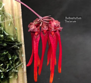 Bulbophyllam Thaiorum