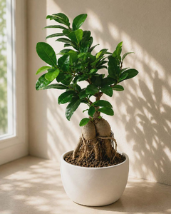 Bonsai Big Size
