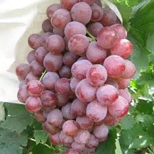 Grapes Red Globe (Approx 250g - 300g)