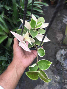 Hoya Crimson Queen Verigated