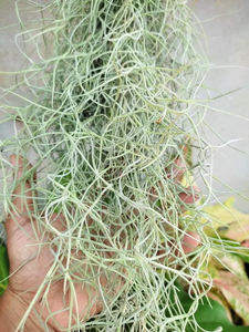 Spanish Moss Airplant