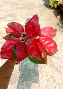 Aglonima Red Jaipong