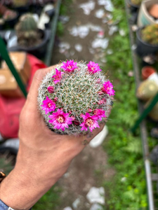 Cactus - Pink