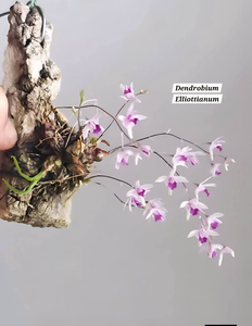 Miniature Orchid 4