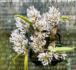 Miniature - Dendrobium peguanum