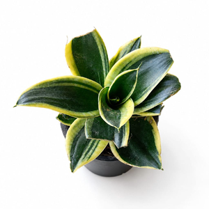 Dwarf Snake Plant