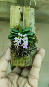 Miniature Orchid 1