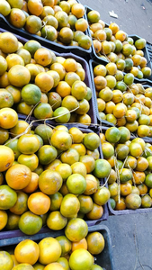 Kinnu (Orange 🍊)