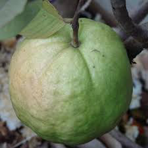 Gauva 250g