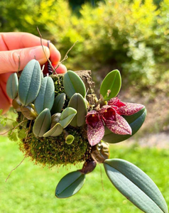 Bulbophyllam Frosty