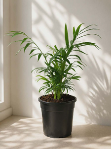 Table Palm
