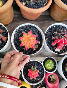 Verigated Gymno Cactus