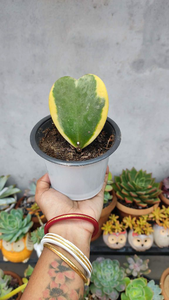Hoya Heart