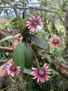 Rare Bulbophyllam - 2