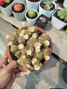 Big Size Cactus- 6 Inc Pot