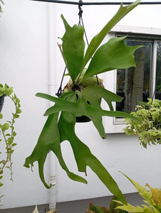 Steghorn Fern
