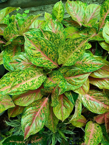 Aglonima Big Size Bushy Pot
