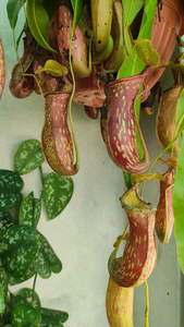 Nepenthes Gaya Budha