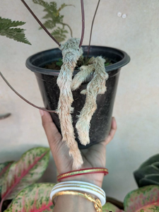Rabbit Foot Fern