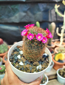 Cactus 3
