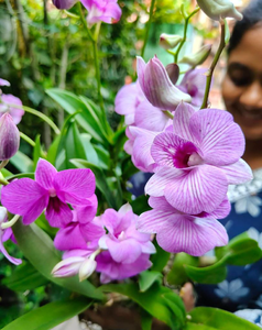 Dendrobium Orchid 3