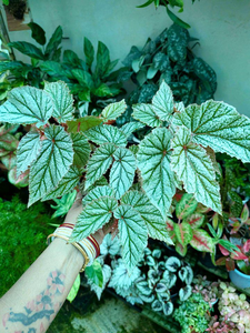 Bigonia Angle Wings