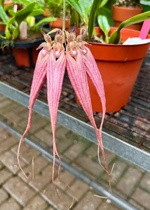 Rare Bulbophyllam