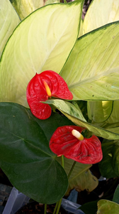 Anthurium
