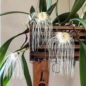 Bulbophyllam Medusa