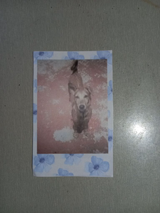 Custom Polaroids