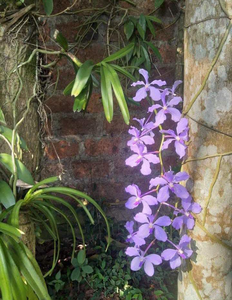 Blue Vanda - Species
