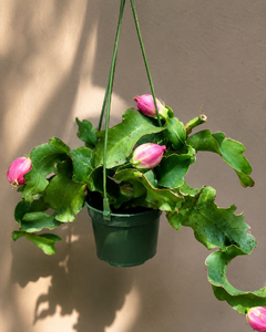 Ornamental Dragon Fruit Plant