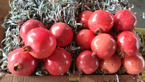 Pomegranate