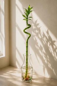 Spiral Bamboo