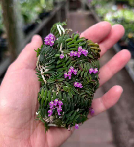 Miniature - Purple