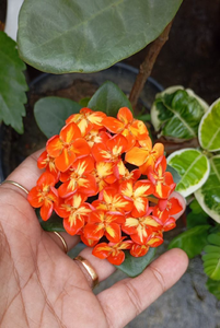 Ixora