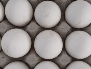 POLTRY EGGS