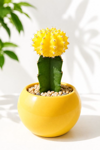 Moon Cactus
