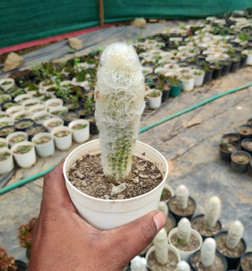 Old Man Cactus