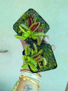 Venus Fly Trap