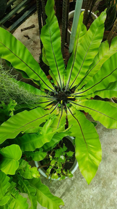 Bird Nest Fern - 10 Inc Pot