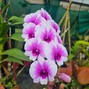 Dendrobium Orchid 2