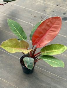 Philodendron Prince Of Orange Big Size