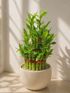 Lucky Bamboo