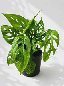 Monstera Addinsoni