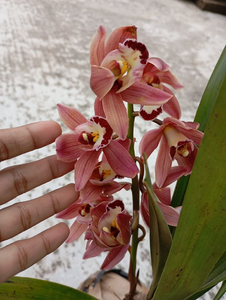 Cymbedium Orchid - Red